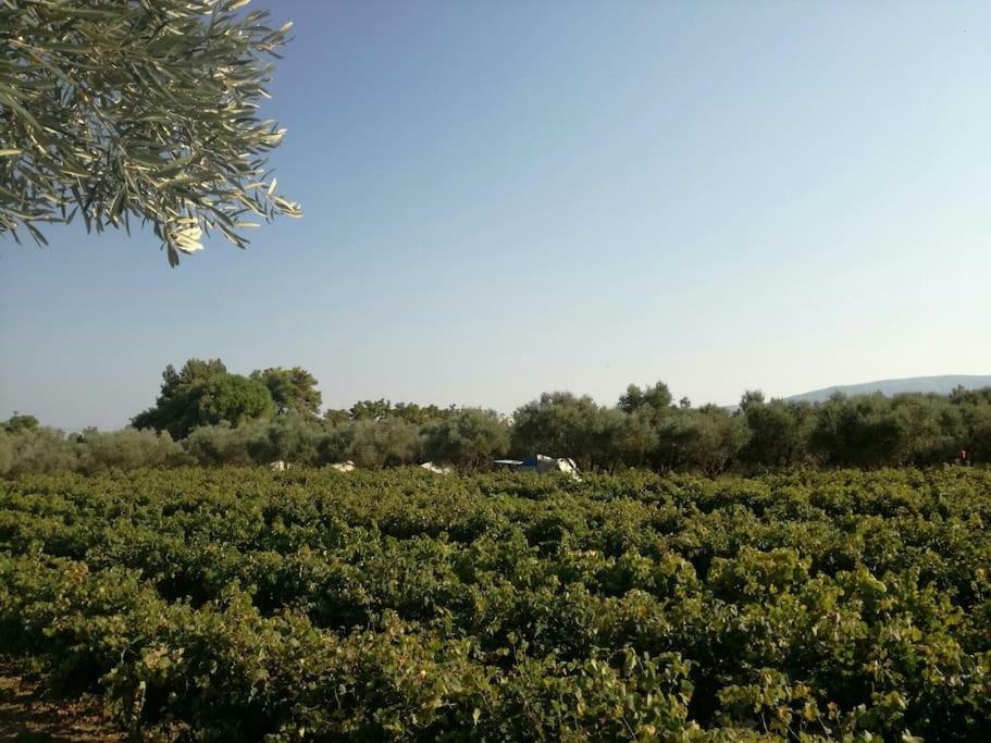 Fairytale Hotel Koukounaria Luaran gambar